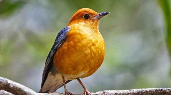 anis-merah-jantan-8297053