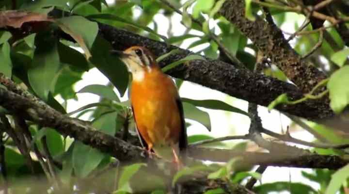 anis-merah-liar-1790004