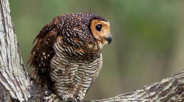 burung-hantu-1-9082492