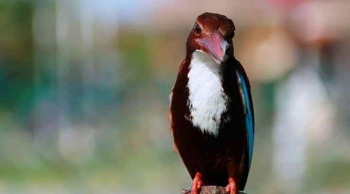 burung-raja-udang-merah-e1499160740714-8787178