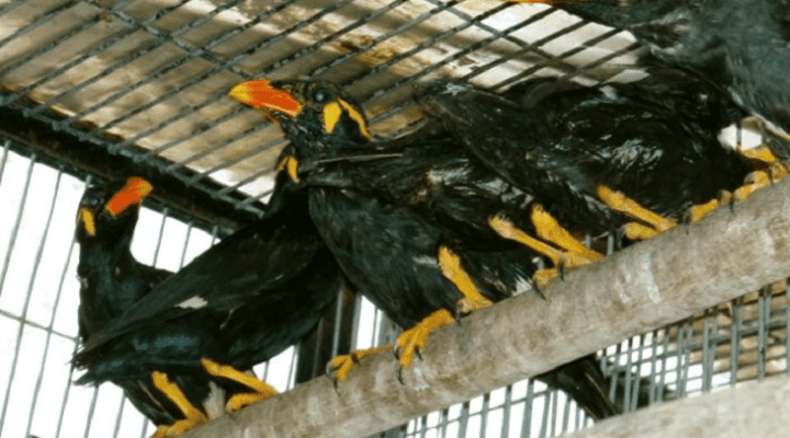 cara-memilih-bakalan-burung-beo-dan-tips-menjinakkannya-6492242