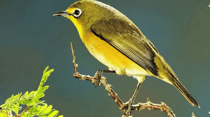 cara-ternak-burung-pleci-paling-mudah-untuk-pemula-7227201