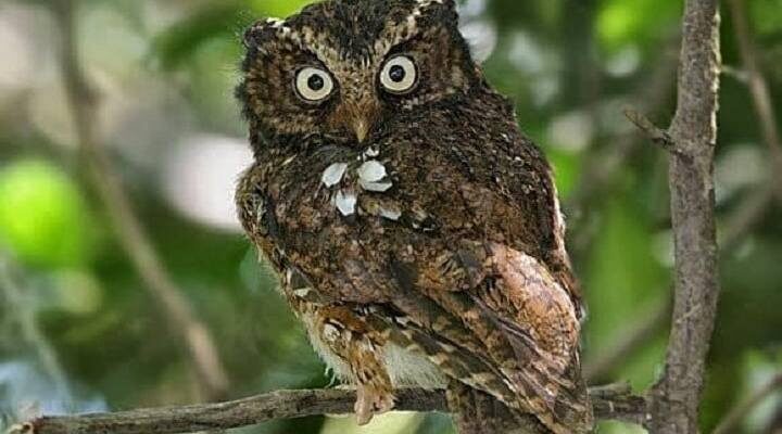 celepuk-gunung-1-5682310