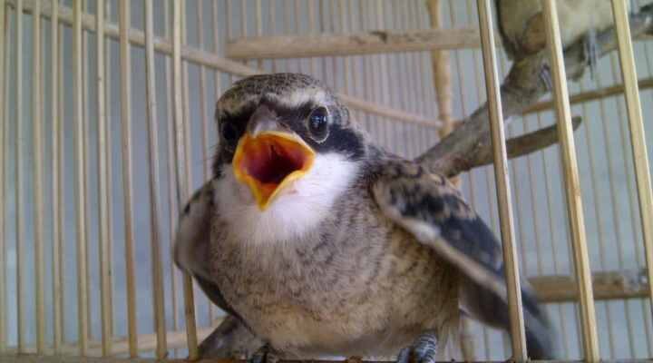 cendet-mogok-makan-8995979