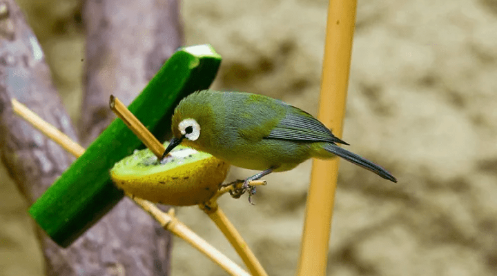 inilah-makanan-dan-minuman-pleci-biar-gacor-ngalas-8100655