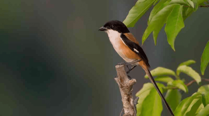 jenis-burung-cendet-paling-populer-dan-banyak-dipelihara-1869458