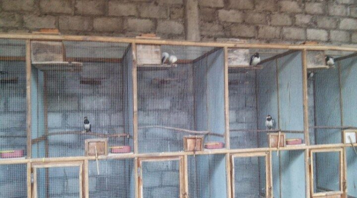 kandang-ternak-untuk-burung-jalak-suren-dan-burung-jalak-putih-2801739