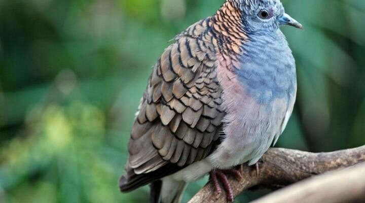 perkutut-lurah-1964639