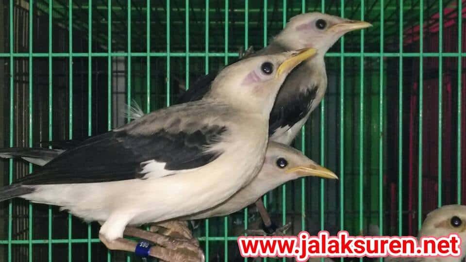 anakan-burung-jalak-putih-3841332