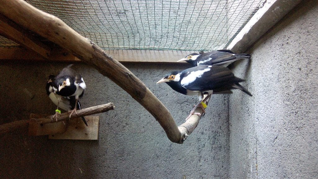 burung-jalak-suren-8234897