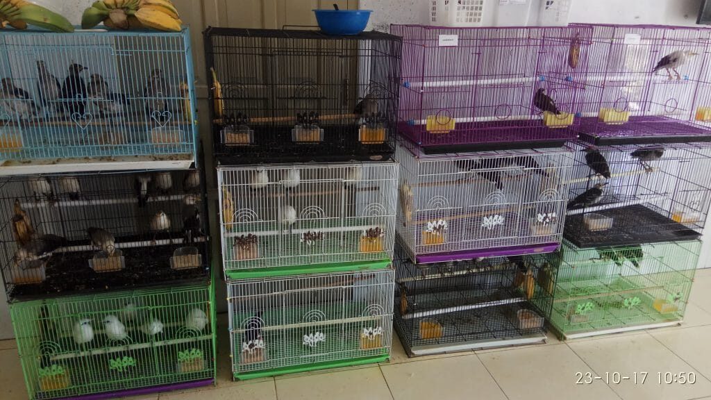 burung-jalak-hongkong-2-3013405