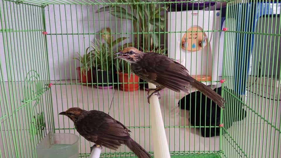 anakan-cucak-rowo-5820078