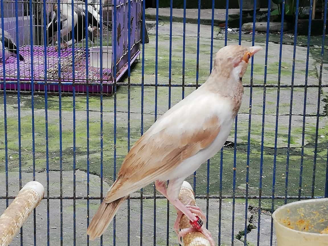 jalak-suren-albino-1745862