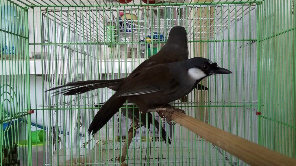 poksay-hongkong-7282896