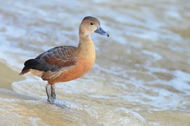 tips-dan-cara-ternak-burung-belibis-paling-mudah-3924308