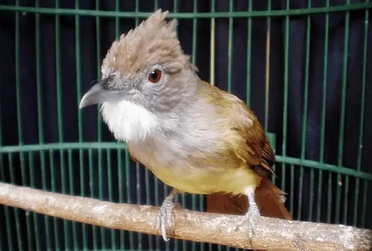 perawatan-cucak-jenggot-betina-setelah-bertelur-6517862