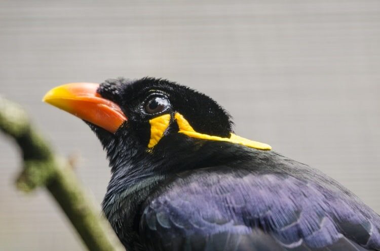 ciri-burung-beo-betina-dewasa-3048270