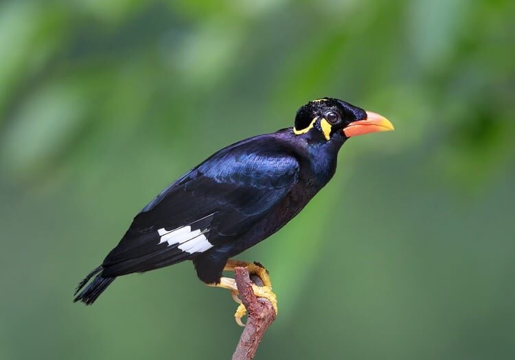 inilah-perbedaan-burung-beo-jantan-dan-betina-yang-harus-anda-tahu-5282529