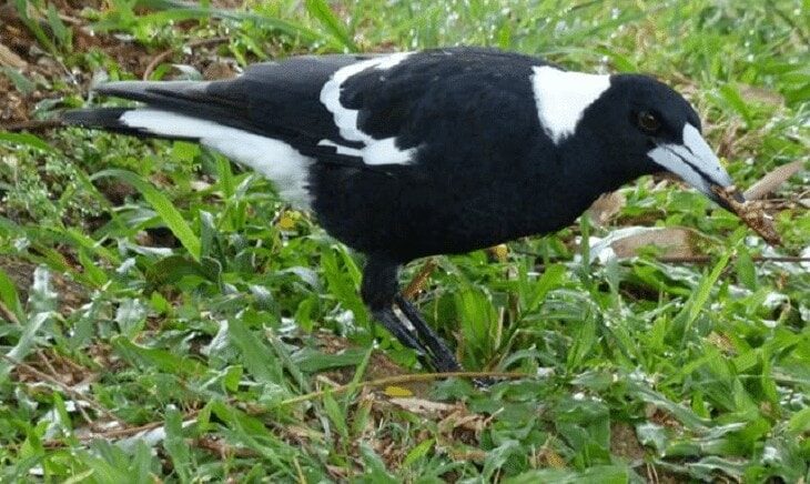 keunikan-burung-jagal-papua-7370691