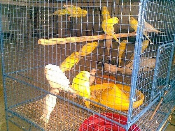 model-dan-tipe-kandang-burung-parkit-yang-ideal-7043321