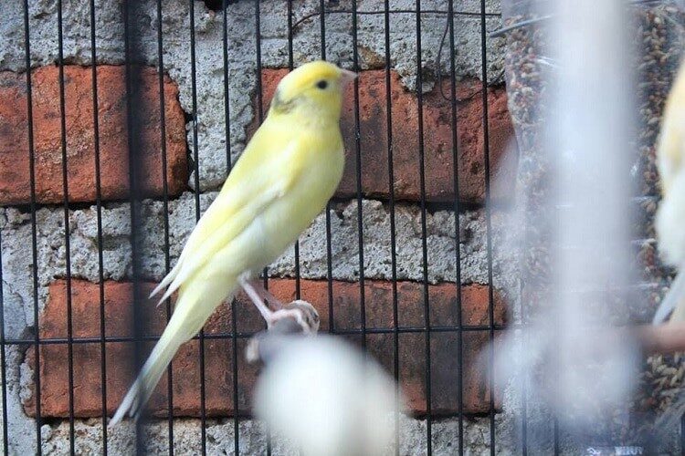 burung-kenari-af-6172855