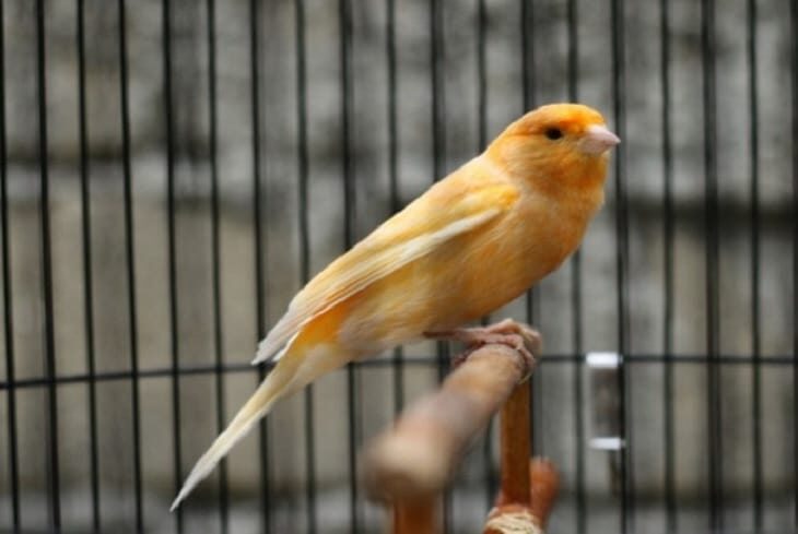 perbedaan-kenari-loper-dengan-kenari-af-dan-kenari-jenis-lainnya-7590029