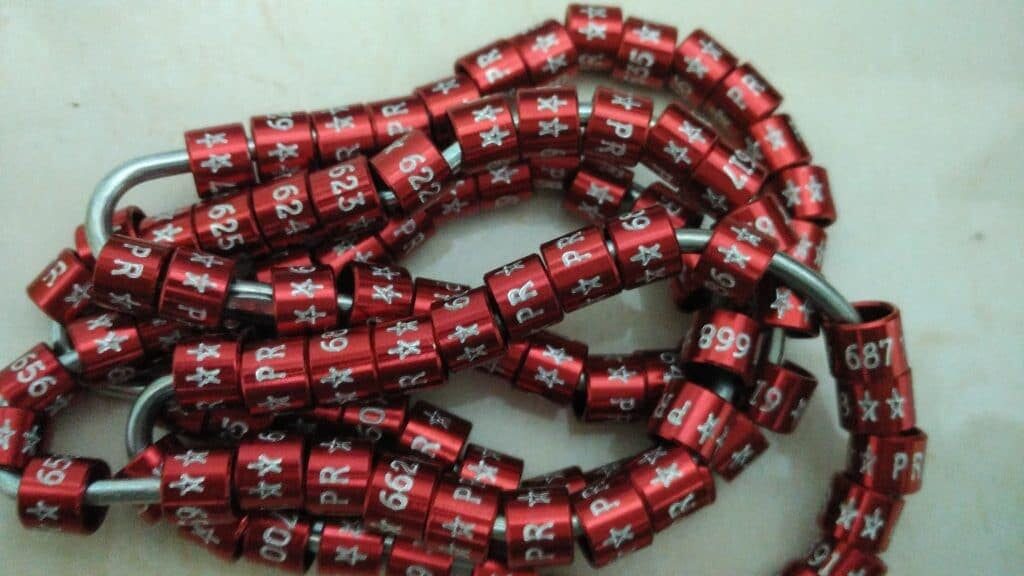 ring-burung-model-grafir-atau-gores-4063308