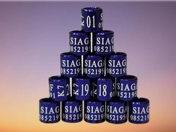 ei_1680084057296-removebg-preview-1-7523316