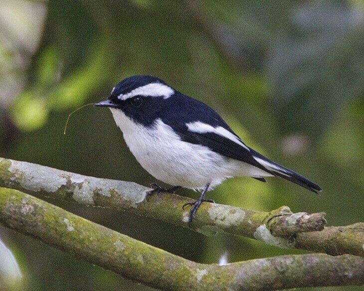 1-mengenal-ciri-khas-burung-sikatan-belang-dan-habitanya-7464789