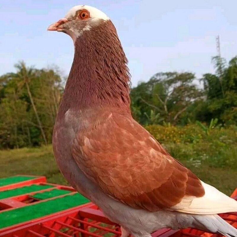 3-racikan-jamu-merpati-balap-tradisional-untuk-menambah-stamina-8526740