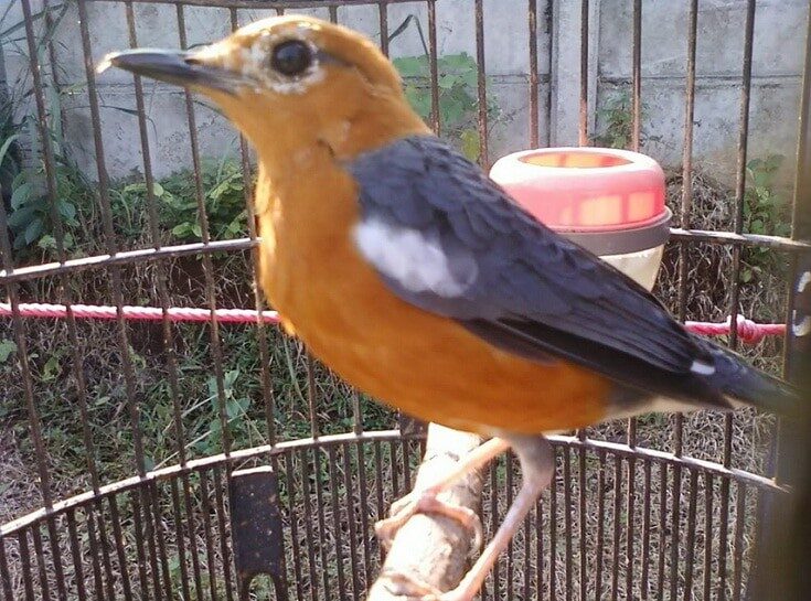 burung-anis-merah-6683857