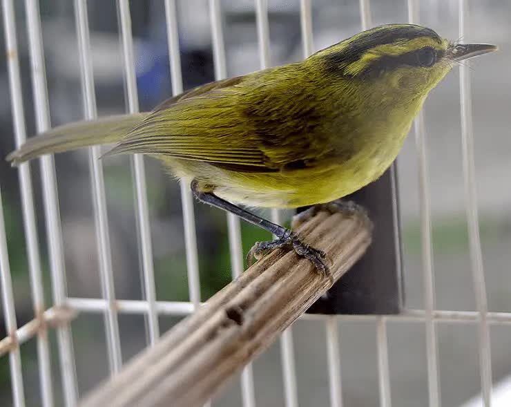 burung-cikrak-sulawesi-1772368