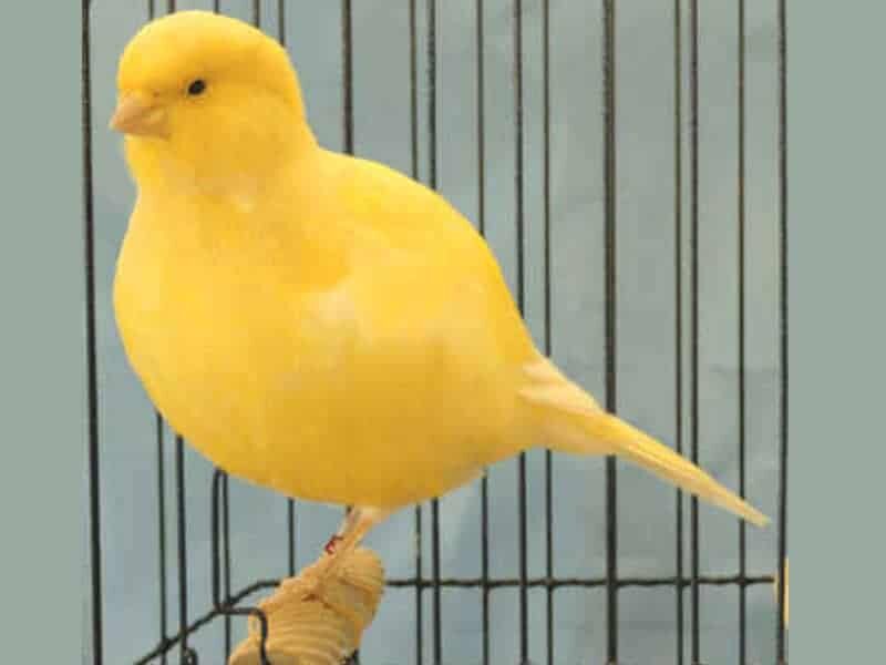 burung-kenari-fife-fancy-7880452