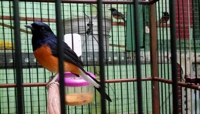 burung-murai-batu-4535009