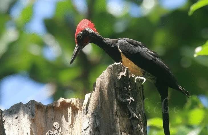 burung-pelatuk-ayam-7883199