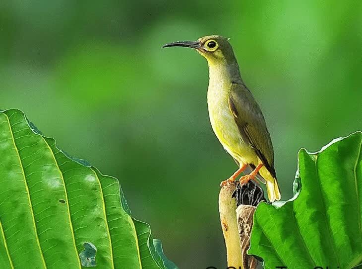 burung-pijantung-tasmak-9665958