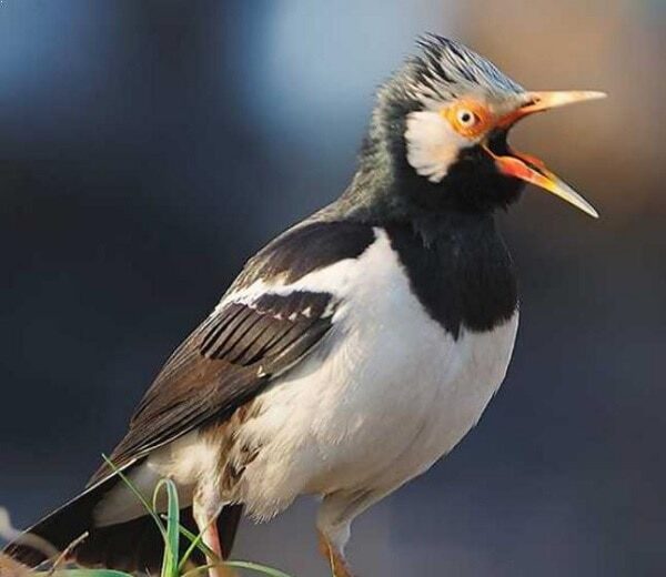 cara-budidaya-burung-jalak-suren-yang-cepat-dan-mudah-sentrabudidaya-com_-9365978