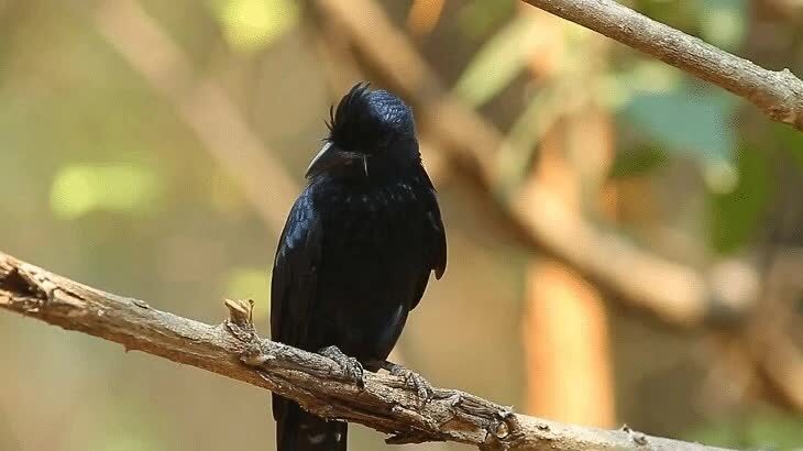 cara-merawat-anakan-burung-srigunting-krantil-7061407