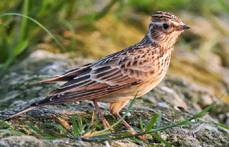 cara-merawat-burung-branjangan-agar-bisa-gacor-6282191