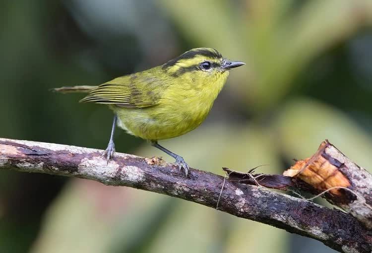 cara-merawat-burung-pare-pare-7061867