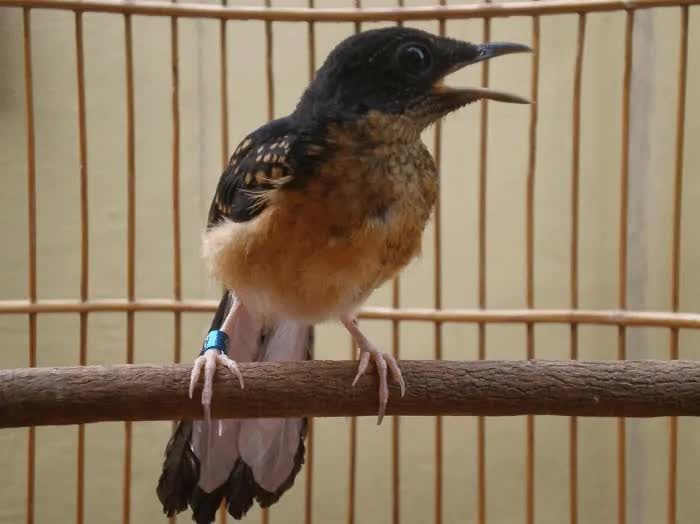 cara-merawat-murai-batu-trotol-dengan-baik-biar-cepat-gacor-3367515