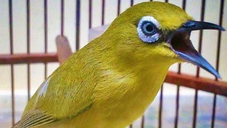 cara-merawat-pleci-bakalan-supaya-gacor-8411754