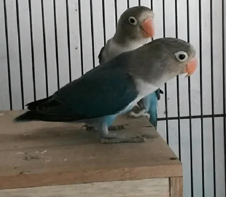 cara-seting-lovebird-dengan-metode-glodok-4621847