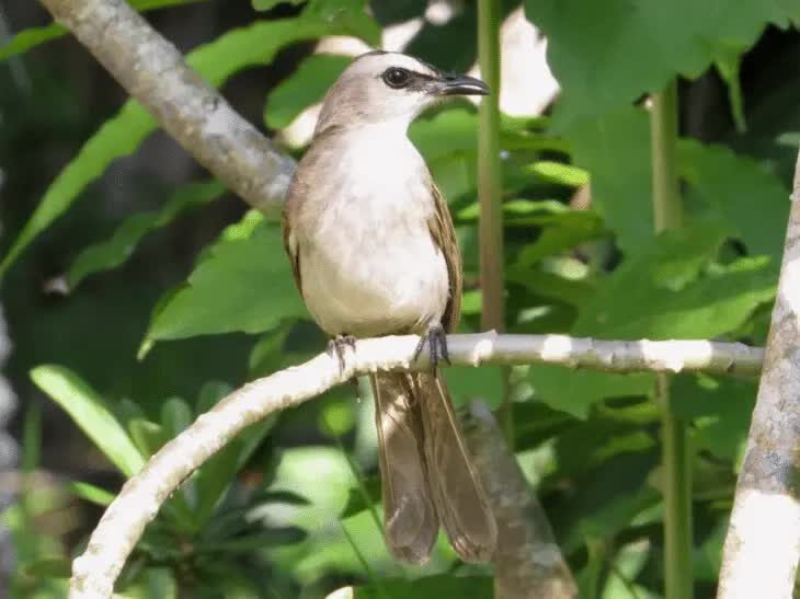 ciri-khas-burung-merbah-cerukcuk-1-6712034