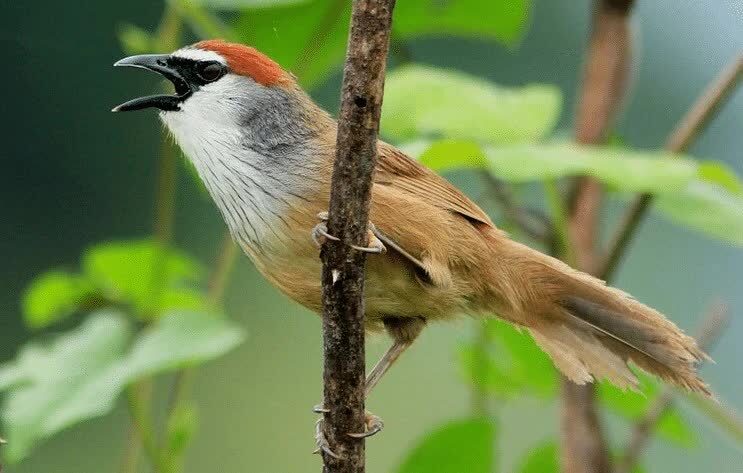 ciri-khas-burung-tepus-gelagah-7441329