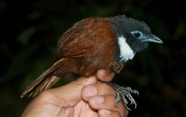 ciri-khas-burung-tepus-leher-putih-7856249