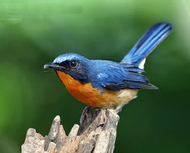 ciri-ciri-fisik-bakalan-tledekan-yang-baik-6747342