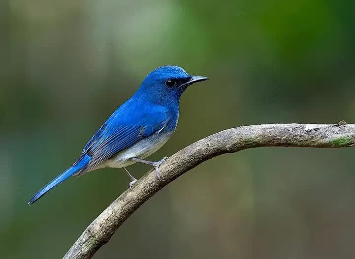 daerah-persebaran-selendang-biru-4358733