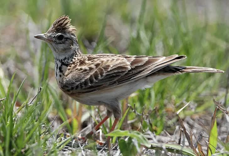 habitat-burung-branjangan-4275392