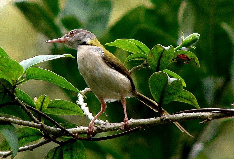 inilah-jenis-burung-prenjak-dan-ciri-cirinya-terlengkap-1406303